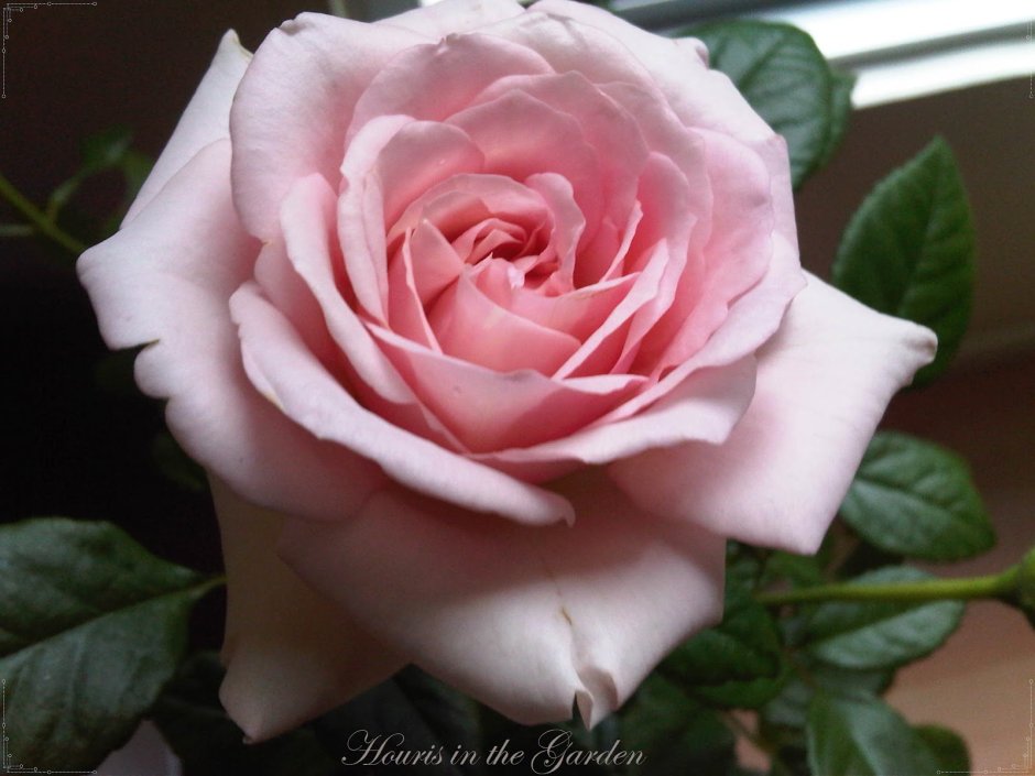 Лион роуз роза