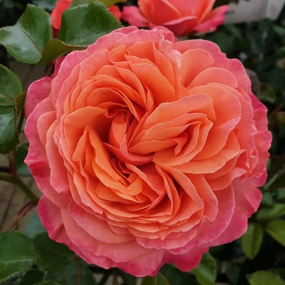Роза Coral Lions Rose