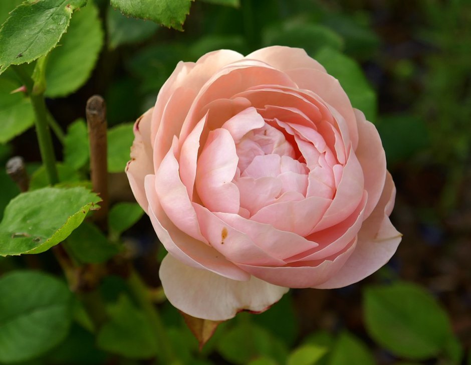 Роза Ambridge Rose