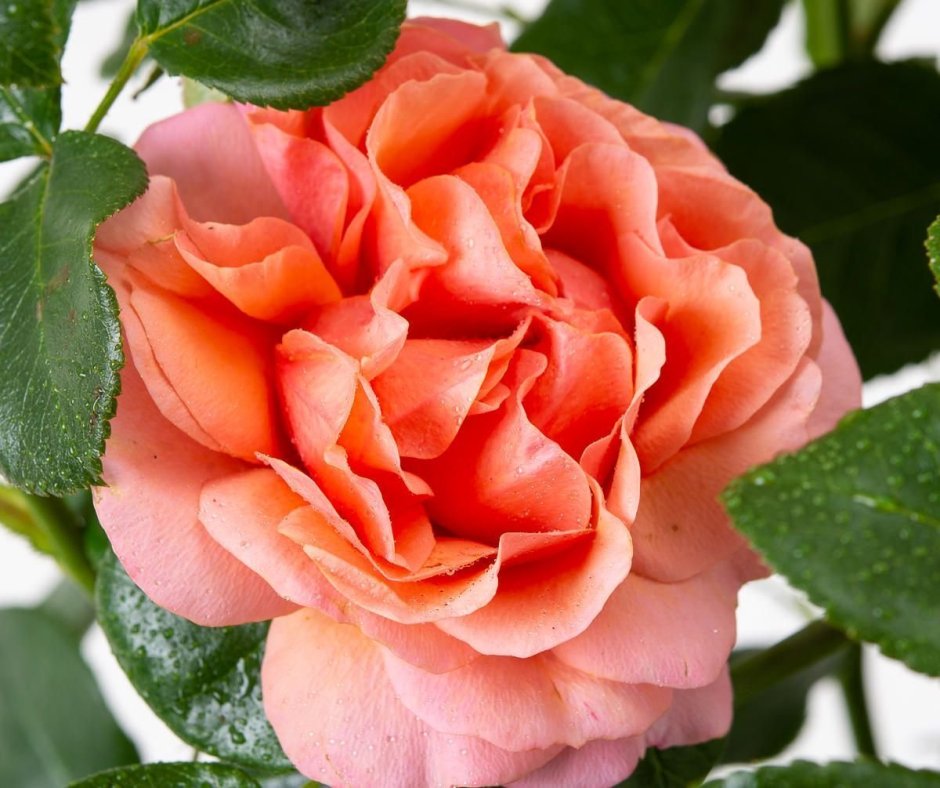 Роза "Корал Лайонс-Роуз" / Rosa "Coral Lions-Rose"