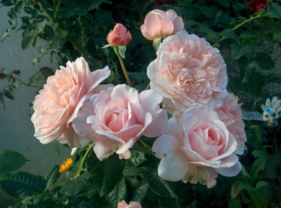 Роза английская кустовая Шарифа Асма