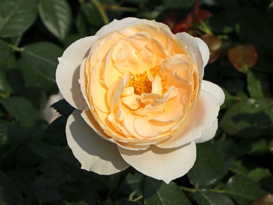 Лионс роза