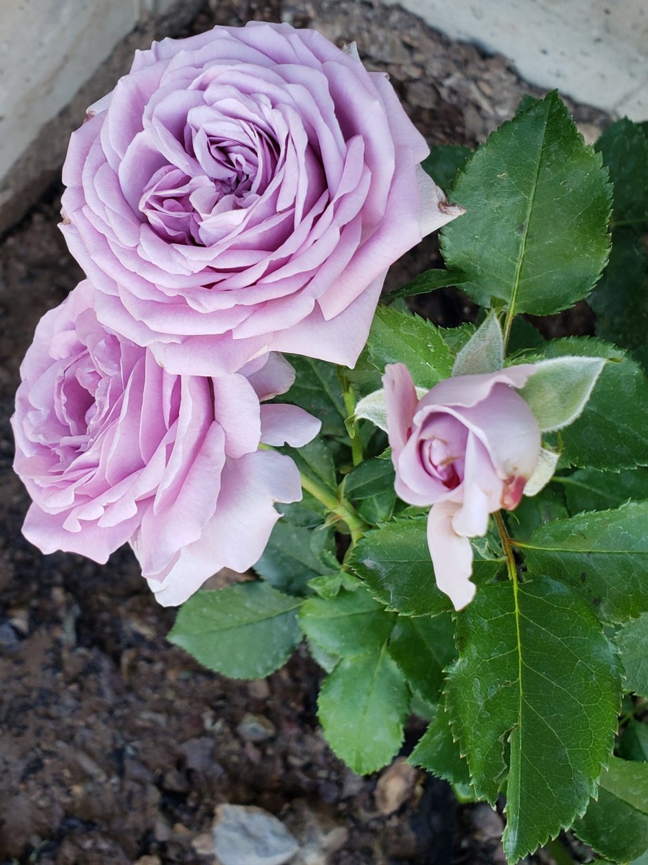 Лавендер Роуз роза