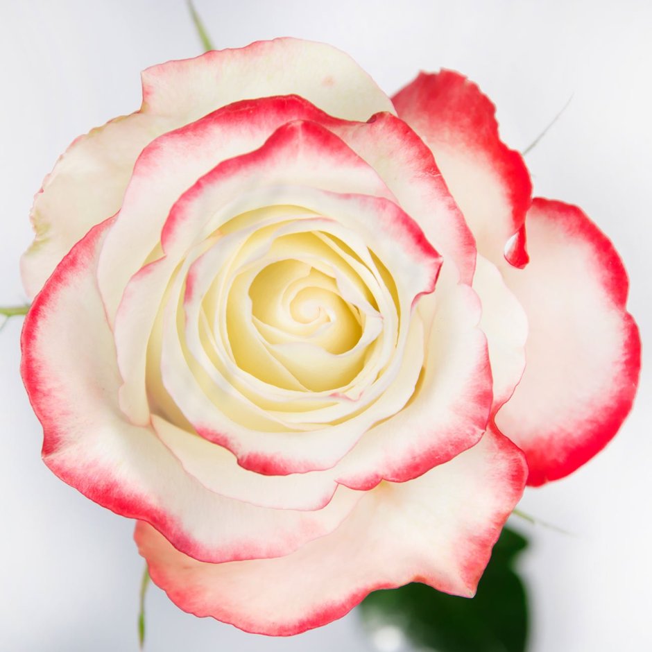 Роза чайно-гибридная (Rosa sweetness