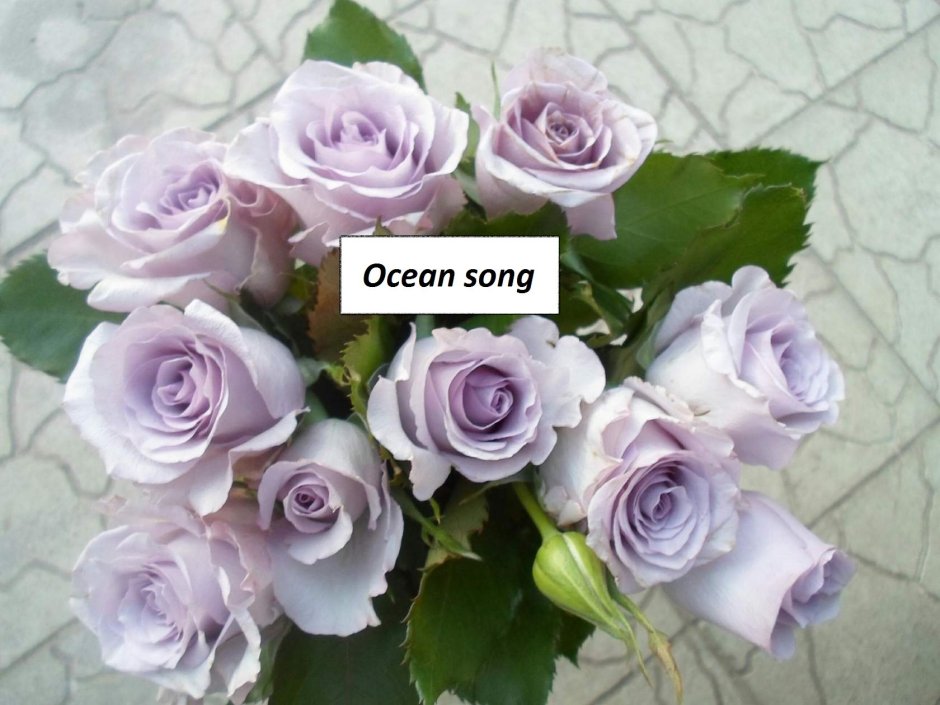 Сорт розы океан Сонг