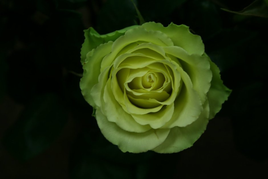 Зеленая роза Лимбо