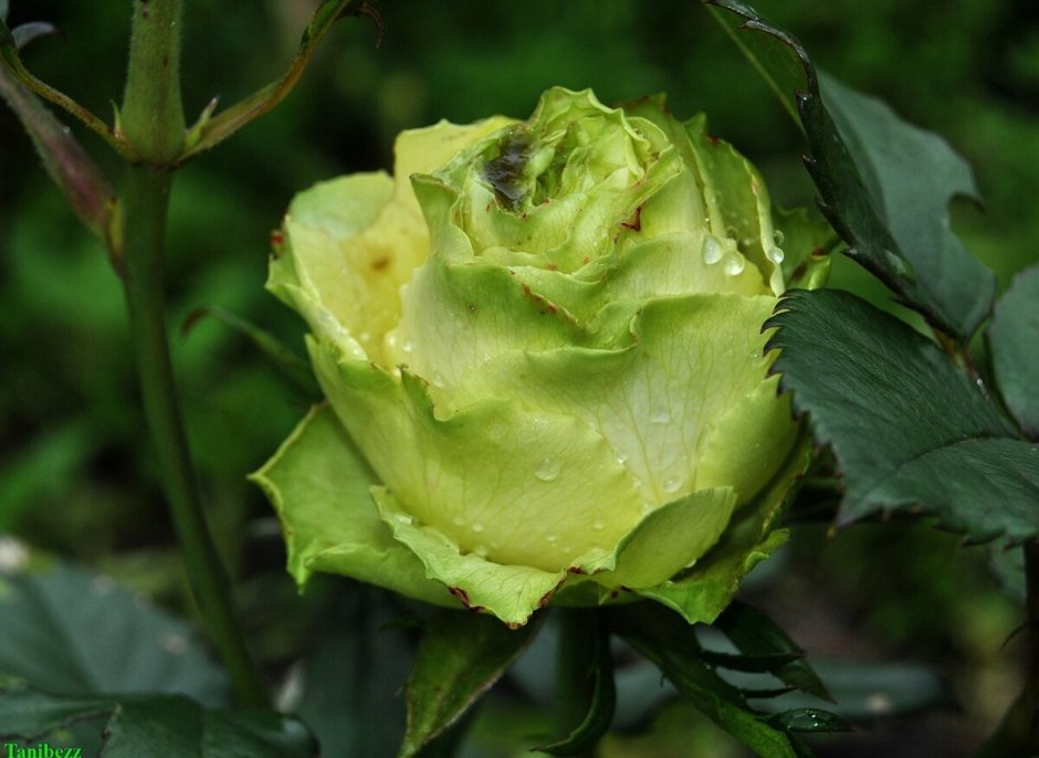 Роза чайно-гибридная зеленая
