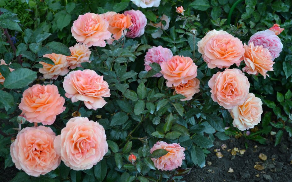 Augusta Luise роза Тантау