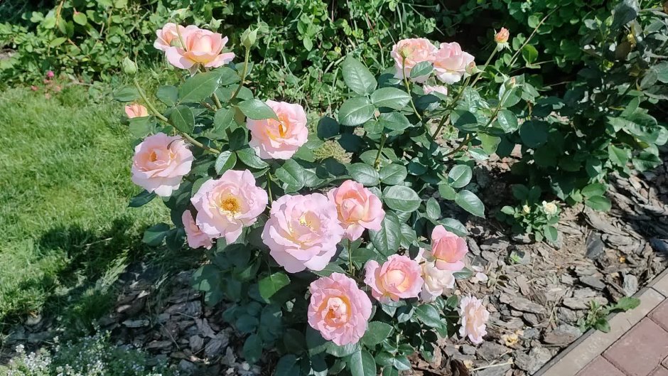 Роза Augusta-Luise
