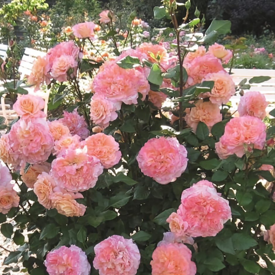 Саженцы розы августа Луиза