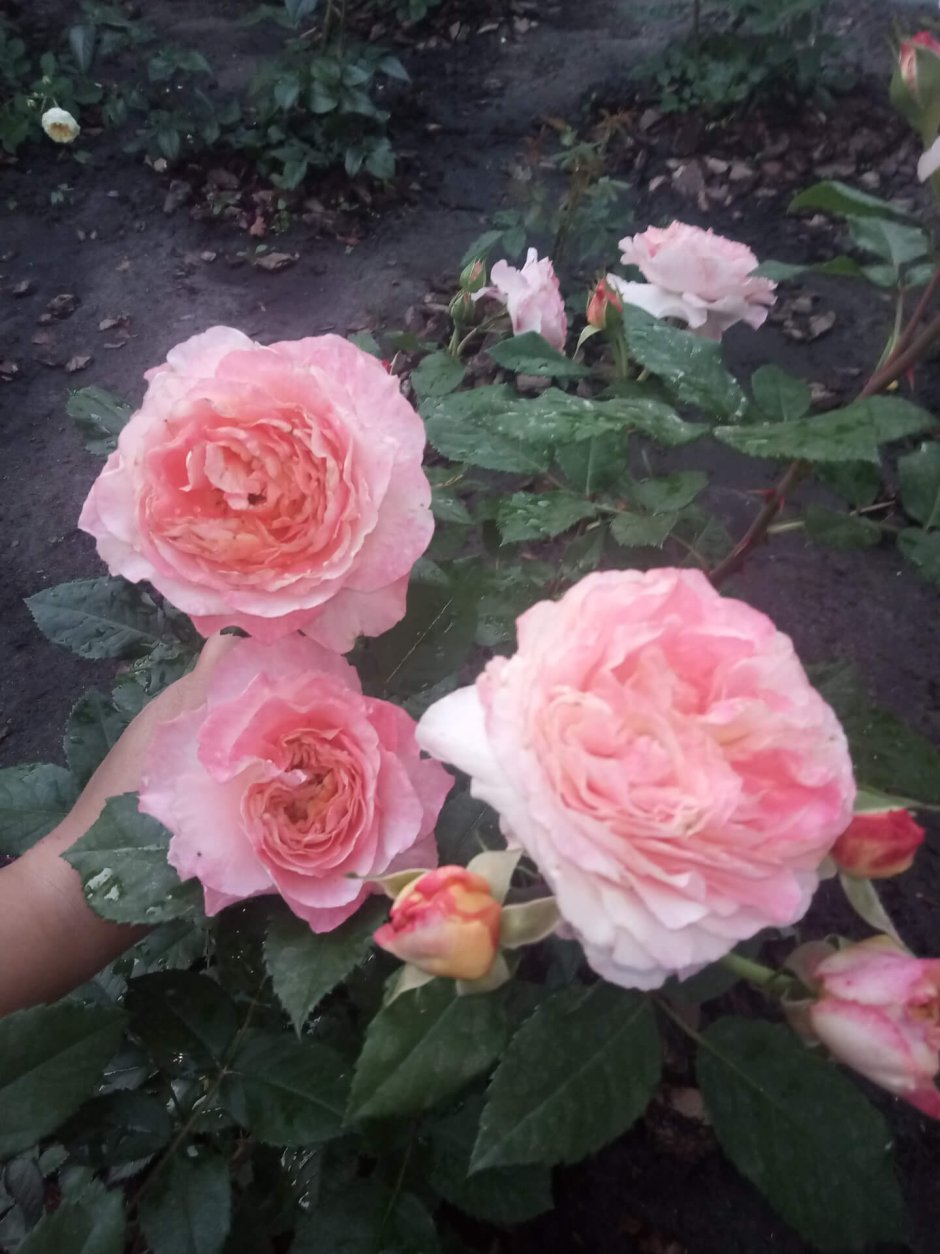 Роза августа Луиза куст