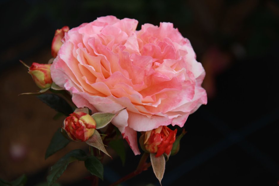 Сорт розы августа Луиза