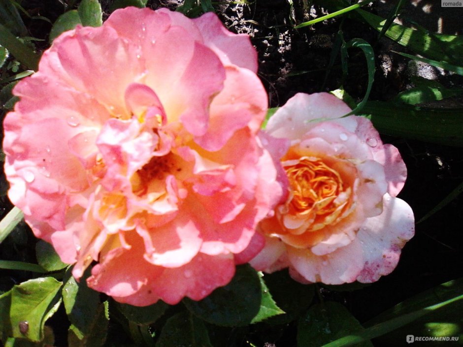 Сорт розы августа Луиза