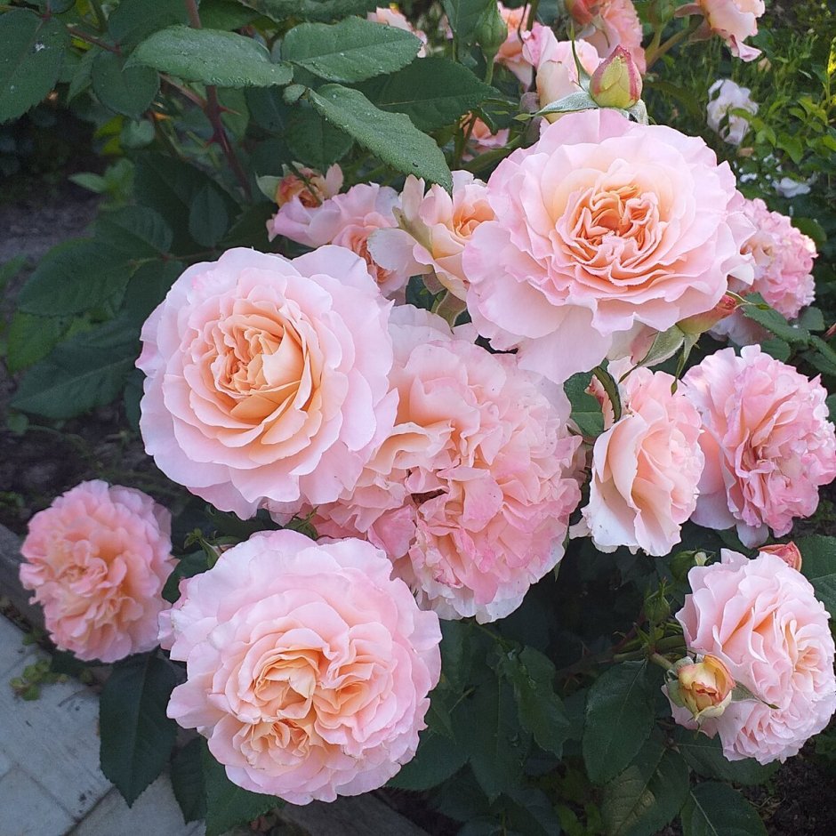 Роза августа Луиза и акварель