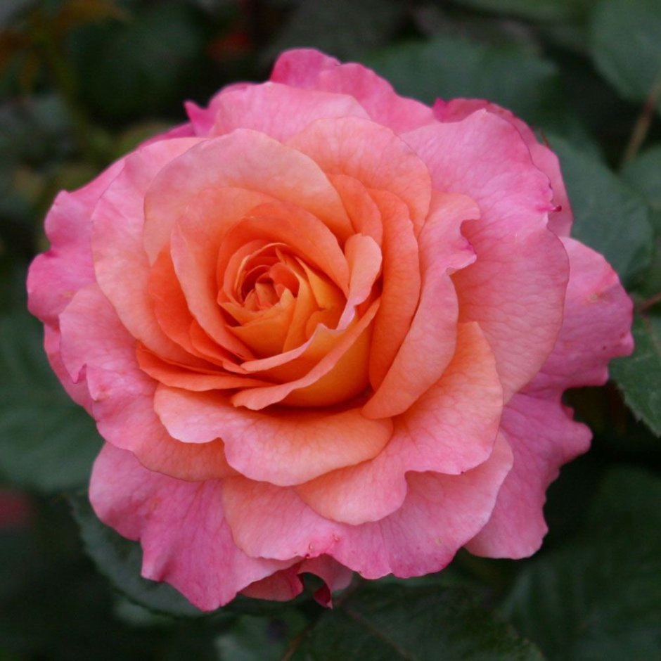 Роза чайно-гибридная Аугуста Луиза