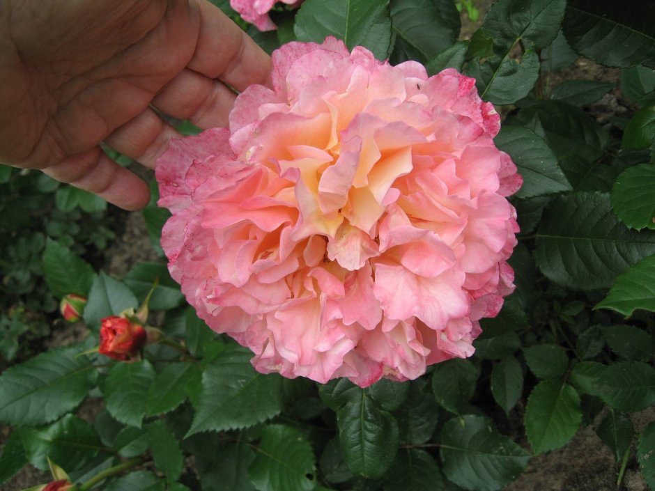 Augusta Luise роза на штамбе