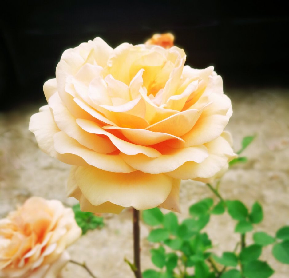 Синтия роза