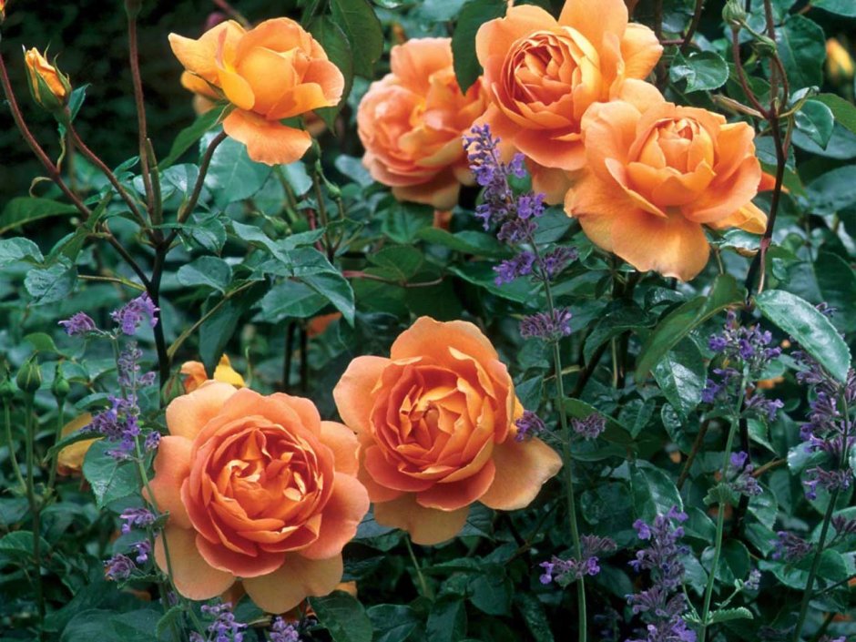 Роза Остина оранжевая
