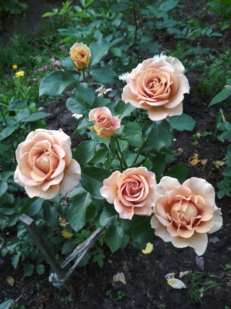 Charles Austin роза