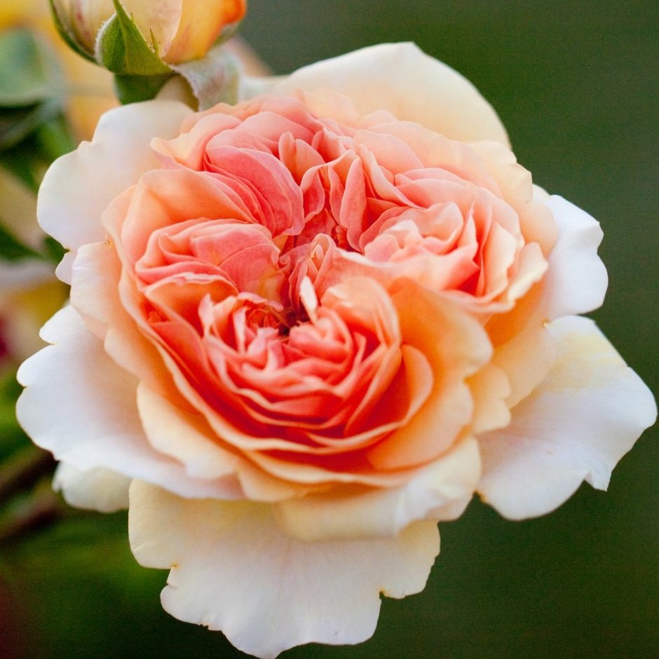 Роза рококо Чарльз Остин