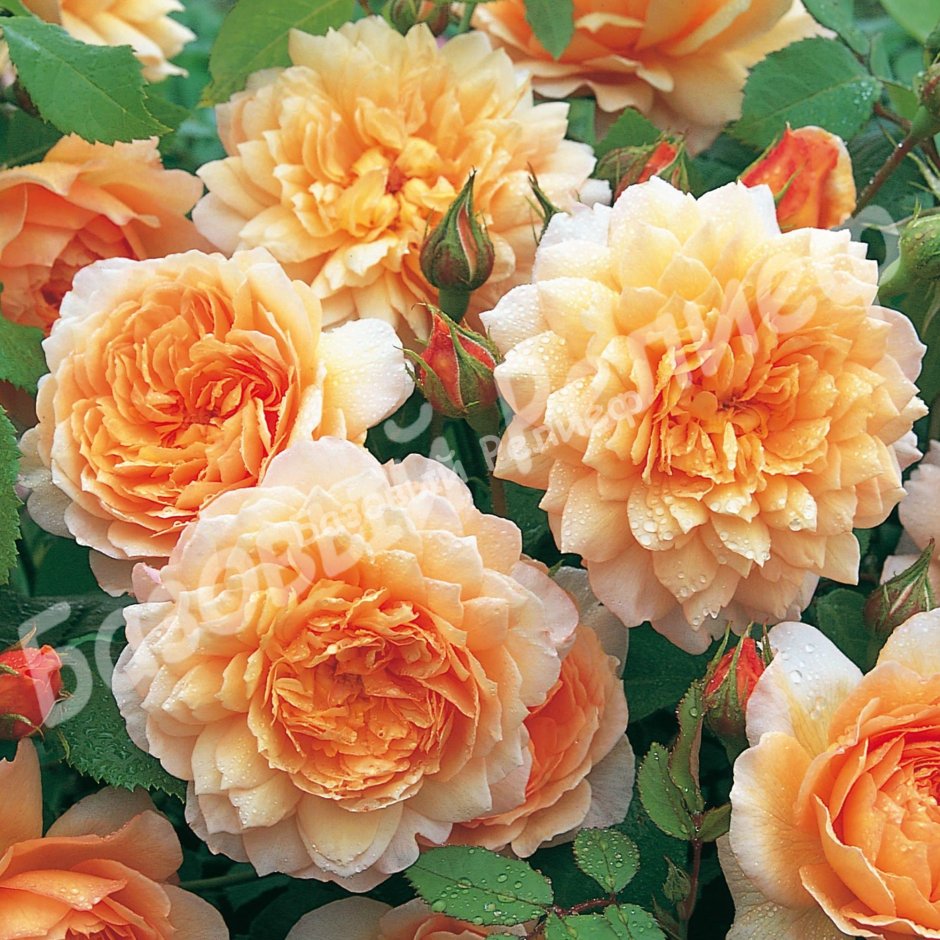 Английские розы Grace "Грейс"