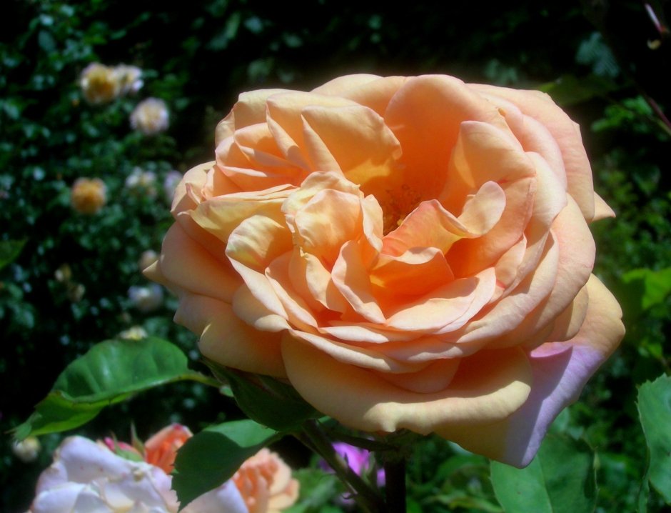 Роза charming Apricot