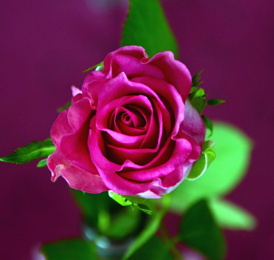 Красновато-розовая роза