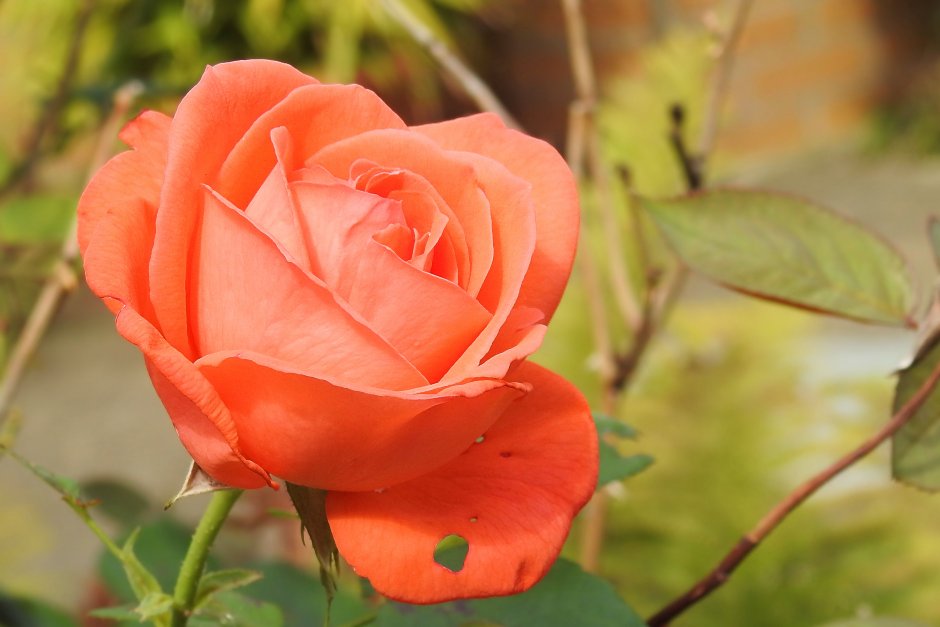 Гуд Монинг роза флорибунда