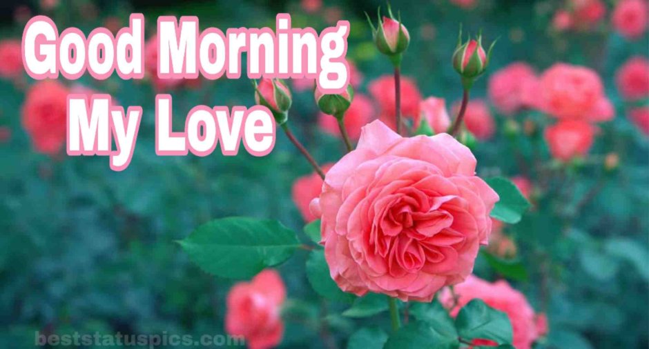 Монинг Сан morning Sun роза