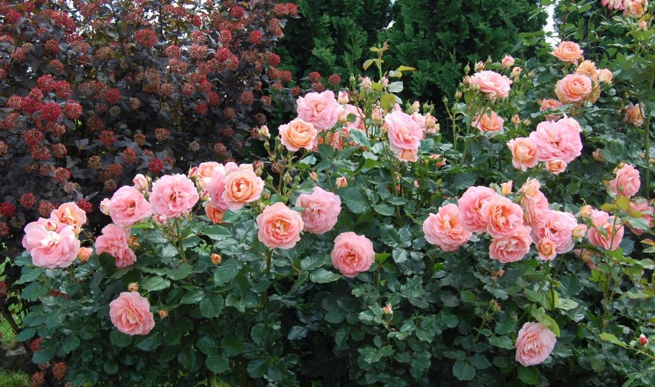 Роза флорибунда Bonita Renaissance