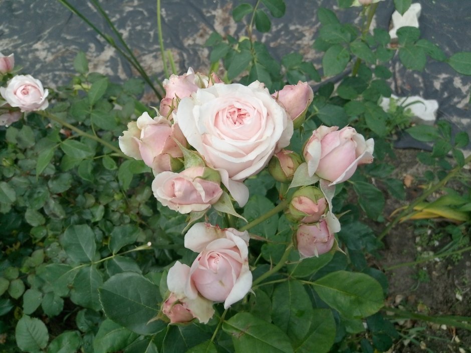Сорт розы Клер океан