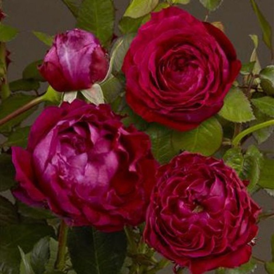 Роза грандифлора Renaissance