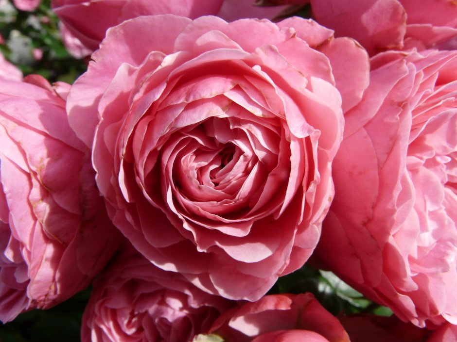 Роза флорибунда Помпонелла розовая