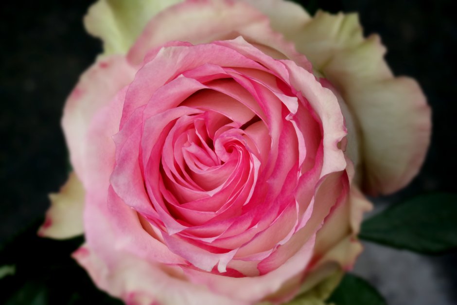 Роза романтика нежная кустовая