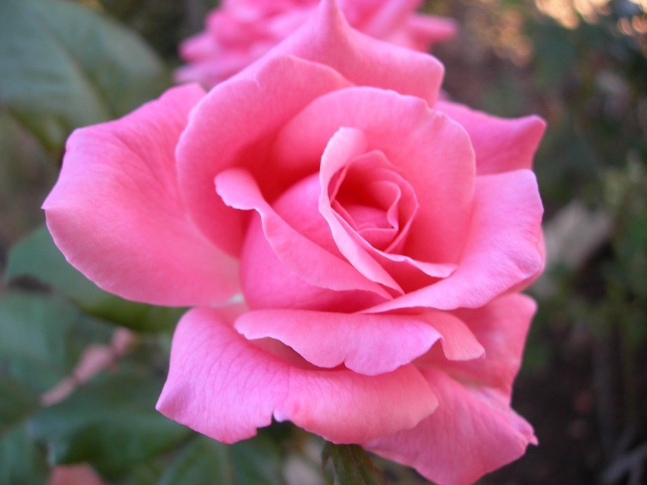 Роза флорибунда розовая Пинк
