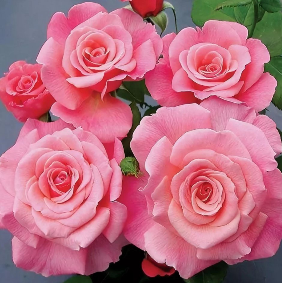 Тикленд Пинк роза флорибунда