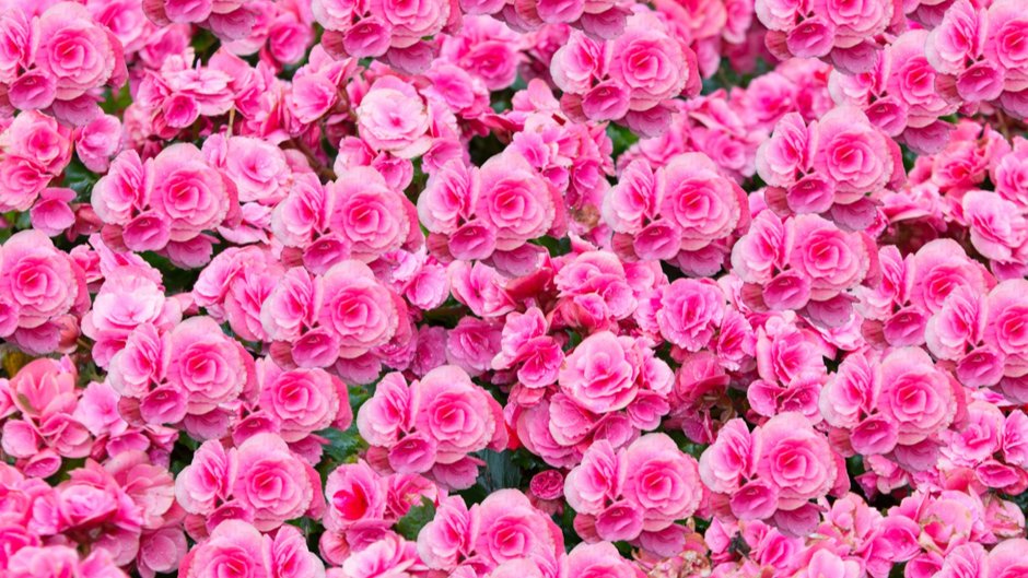 Pink irishka роза