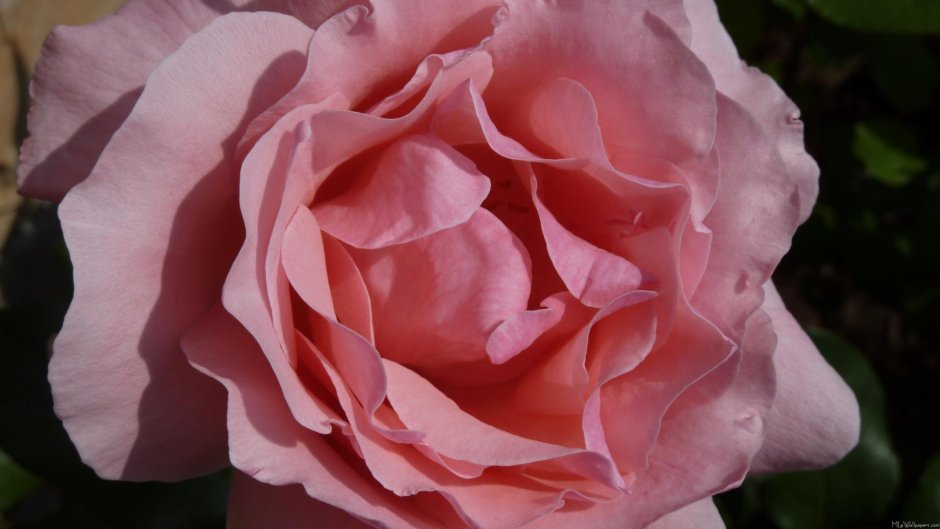 Роза Pink Symphonie