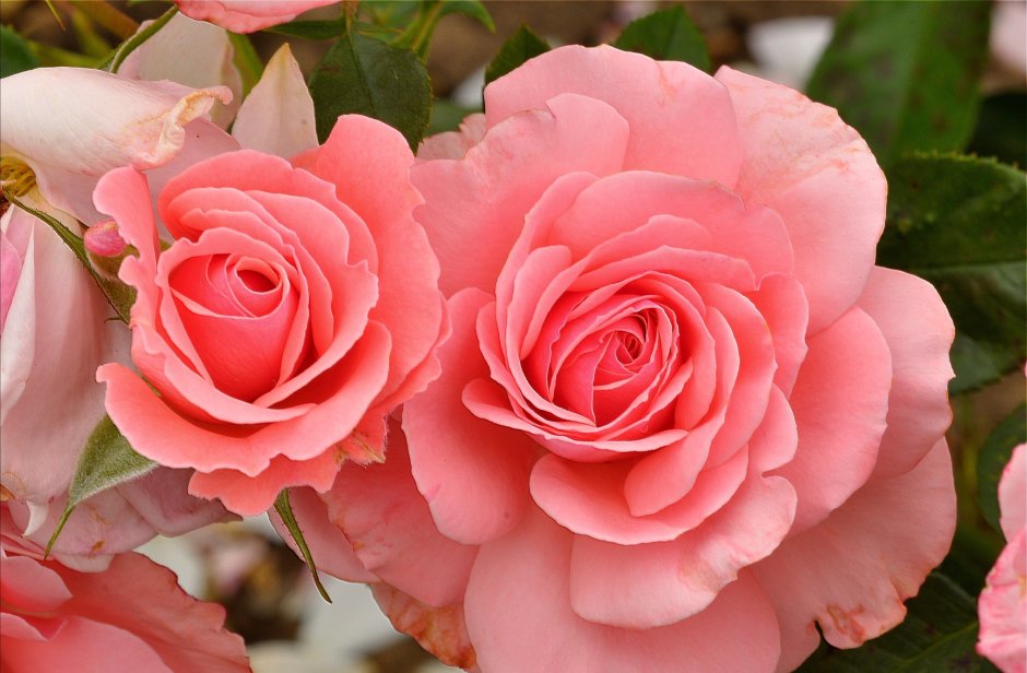 Куст розы Мелроуз