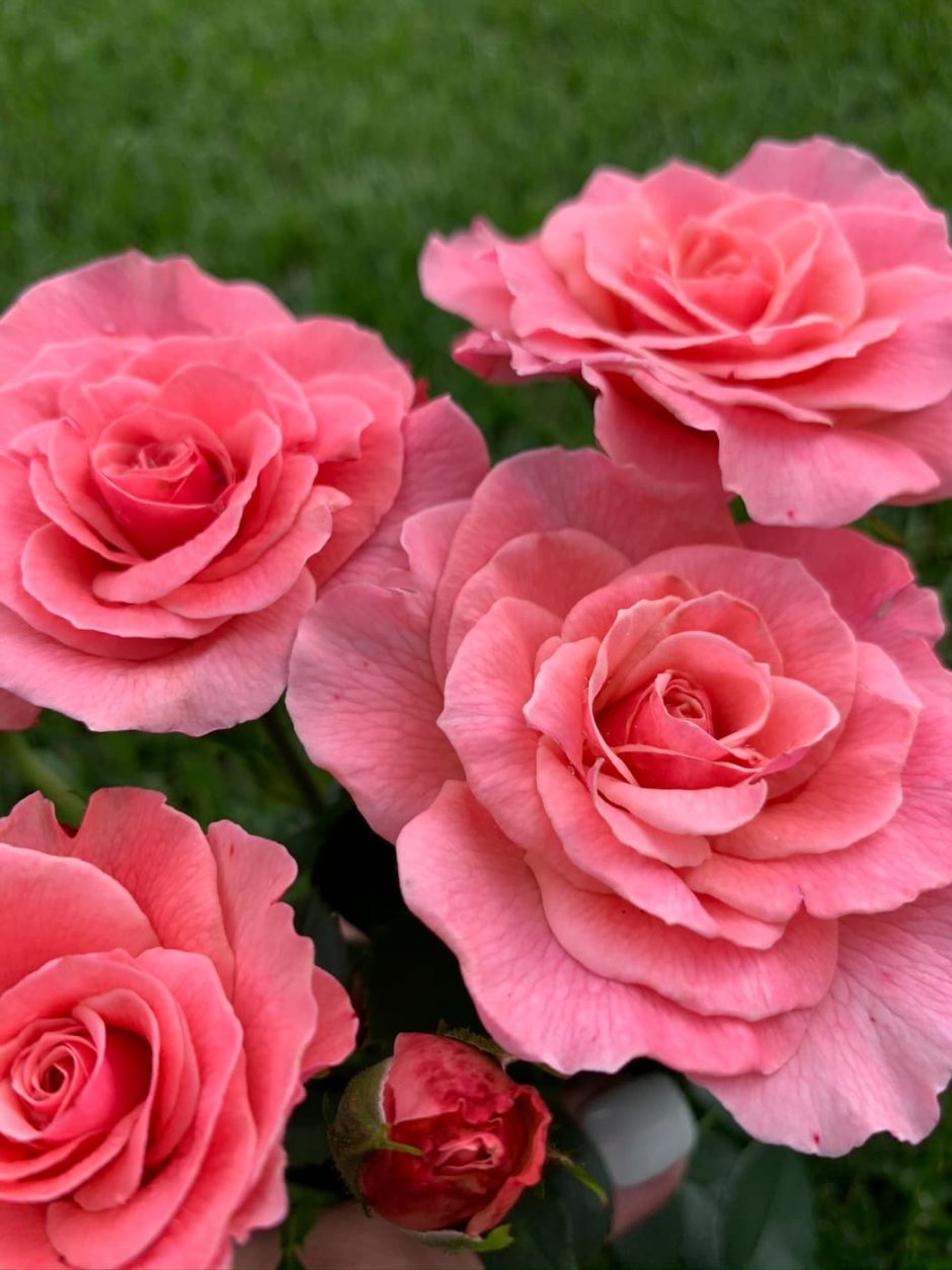 Роза лососевого цвета чайно гибридная