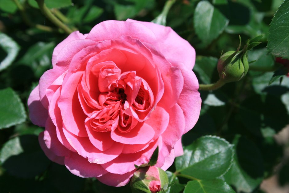 Роза флорибунда Амстердам