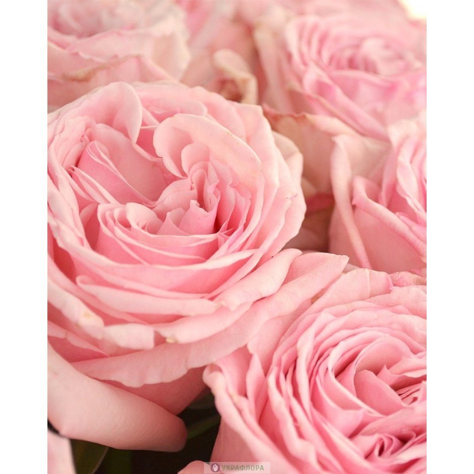 Pink Ohara роза