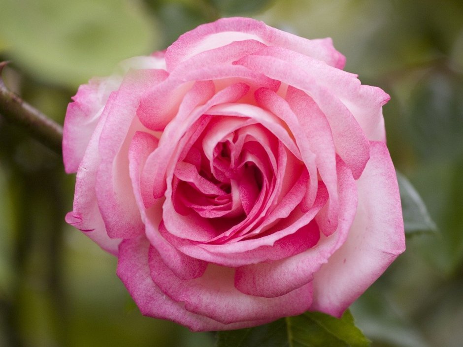 Pink irishka роза