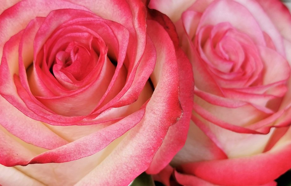 Роза Pink White