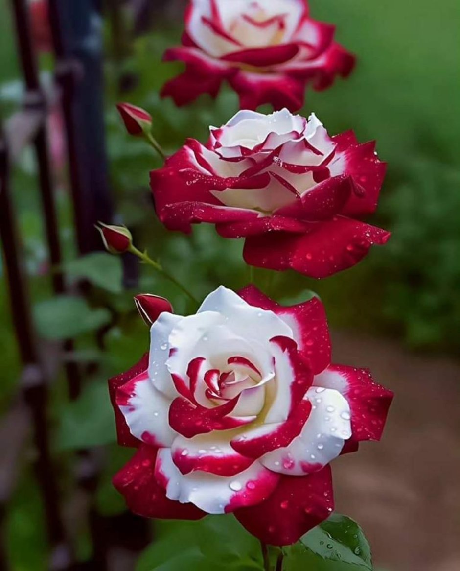 Роза Нью Роуз