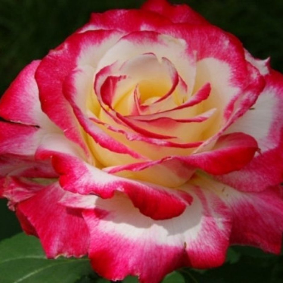 Роза чайно-гибридная Double Delight (Дабл Делайт)
