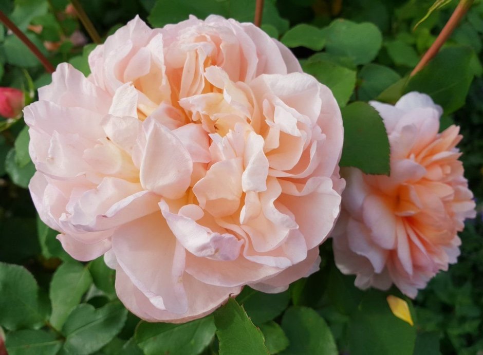 Леди Гардинер Lady Gardener роза