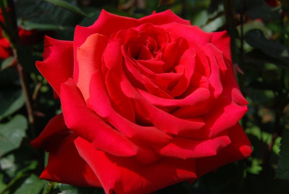 Роза чайно-гибридная Гранд Амор