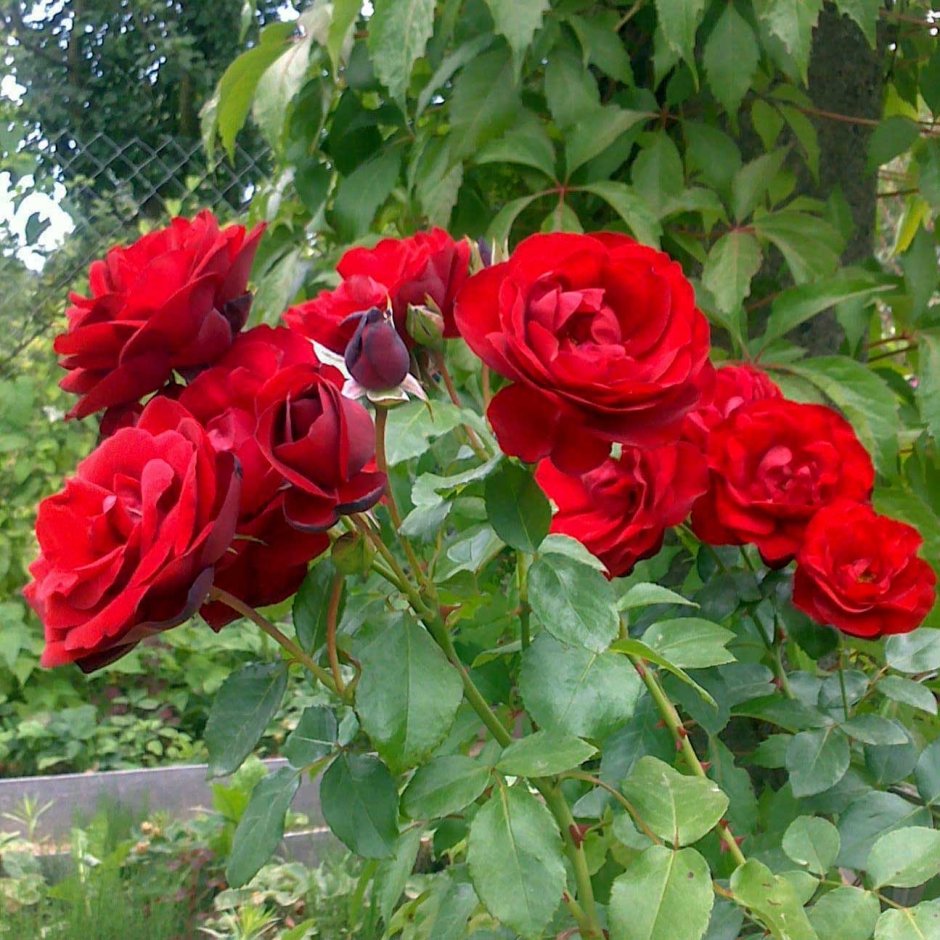 Роза чайно-гибридная Гранд Амор