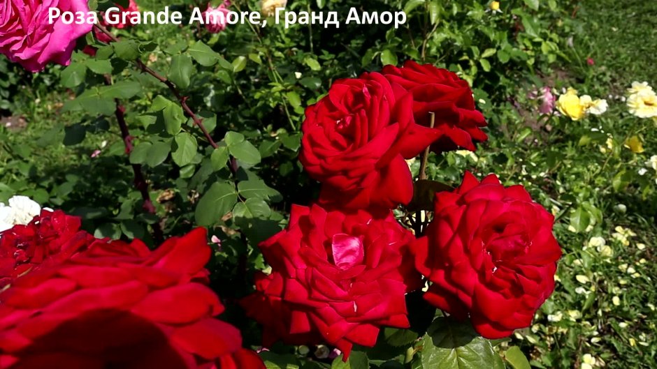 Роза юбилей Лаперье 150 лет